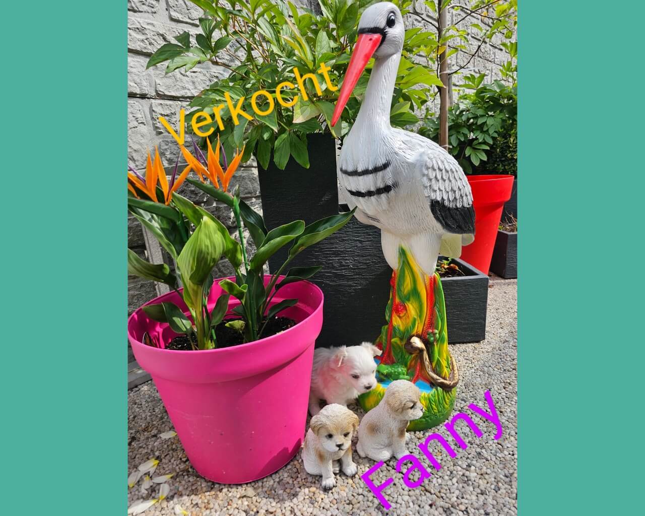 Fanny groot (1)