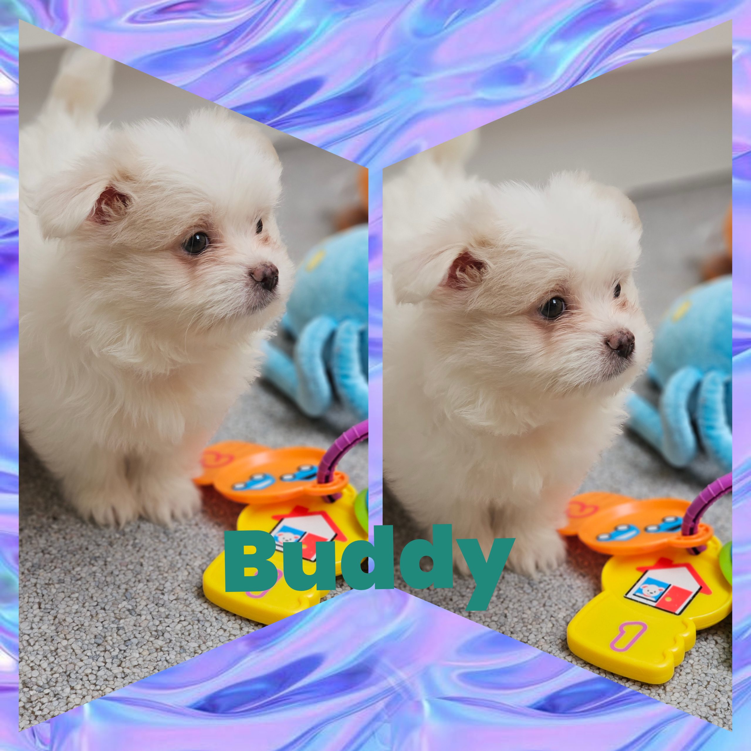 Buddy