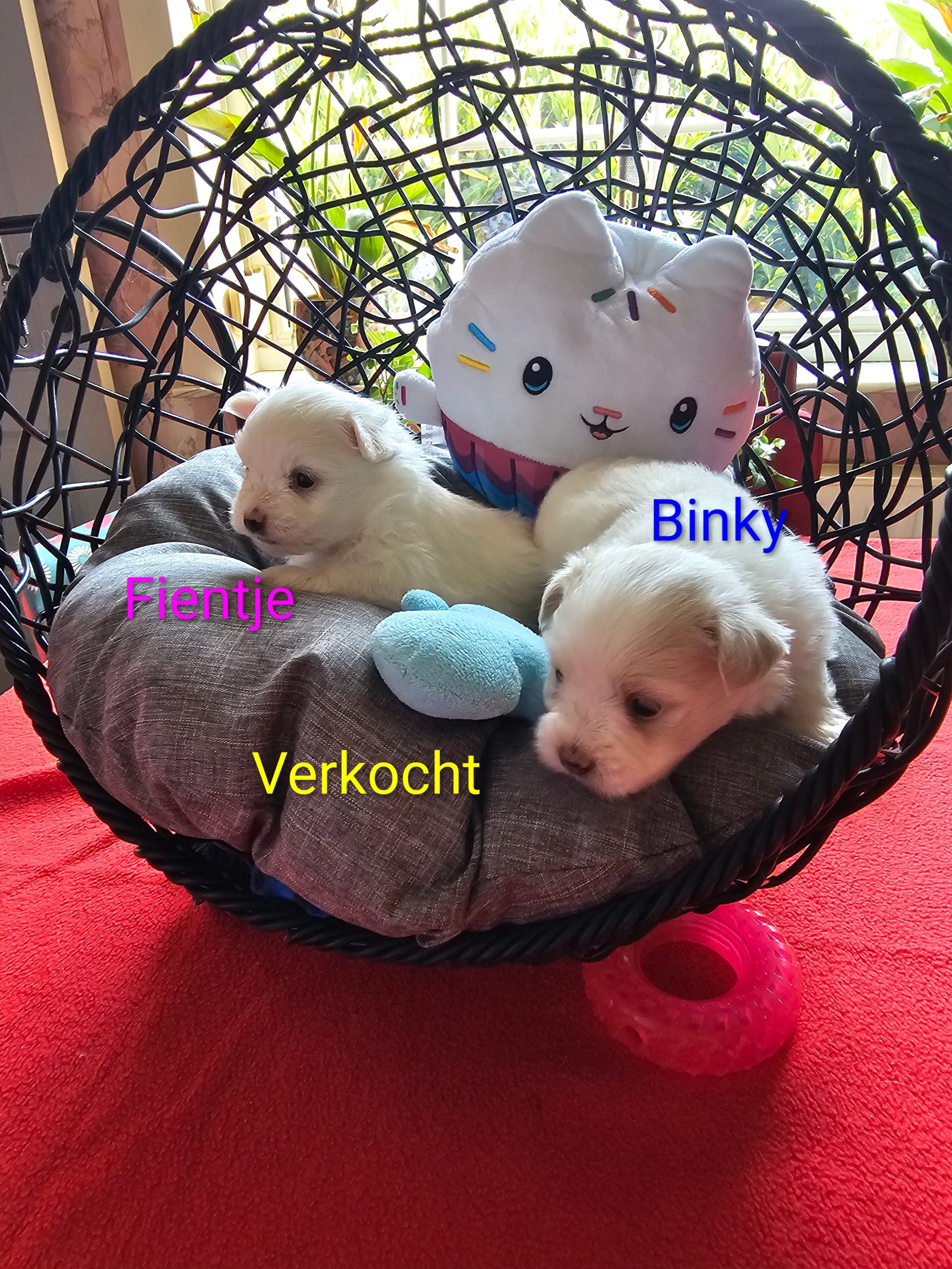 Fientje_Blinky