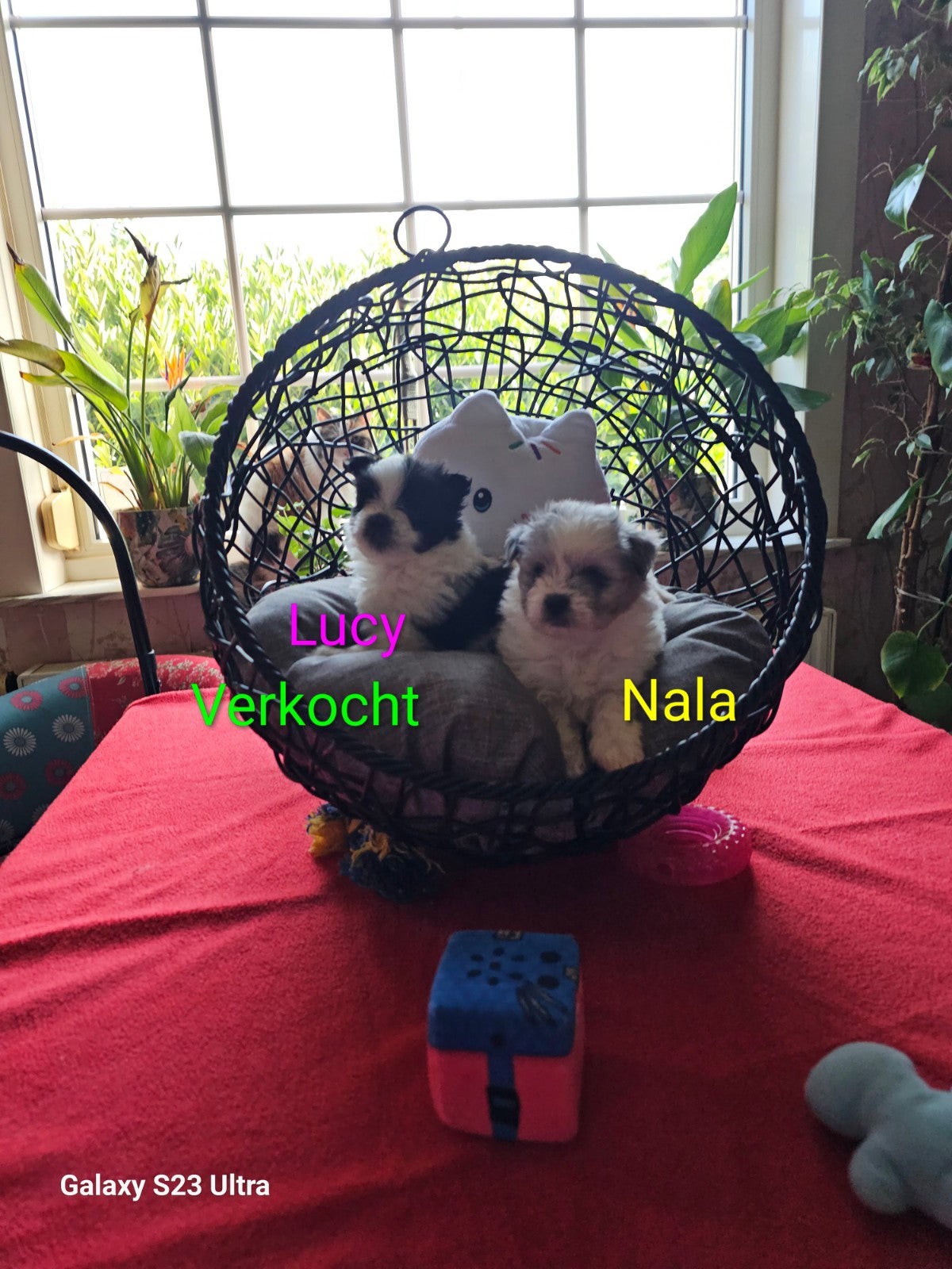 Lucy_Nala