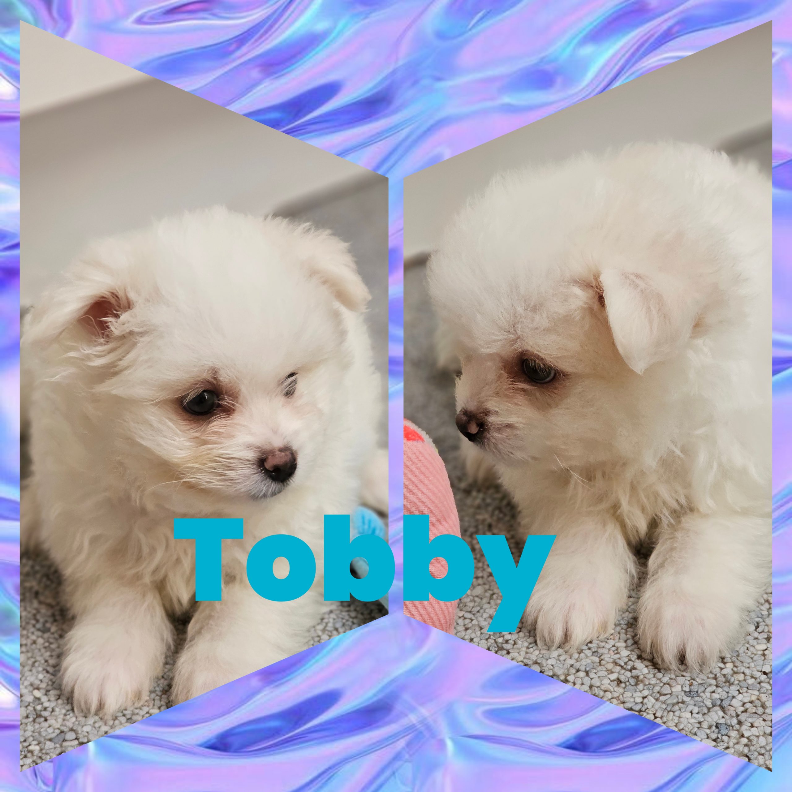Tobby